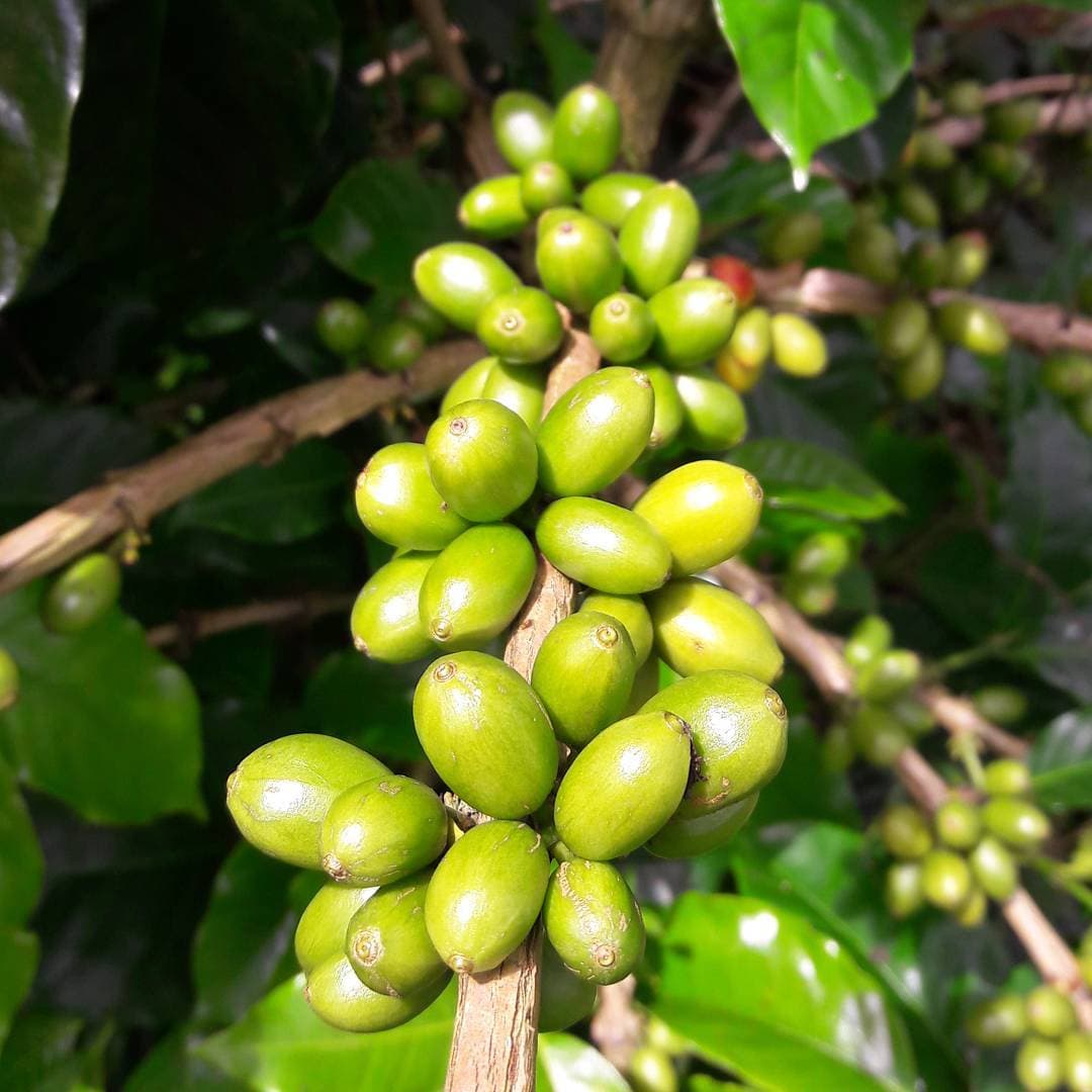 Intercambio cafetero en Perú